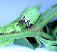 Tomato Horn Worm or Manduca quinquemaculata 5_2024-06-22-04.35_.40_ZS_PMax_ Geotagged,Manduca quinquemaculata,Summer,Tomato hornworm,United States