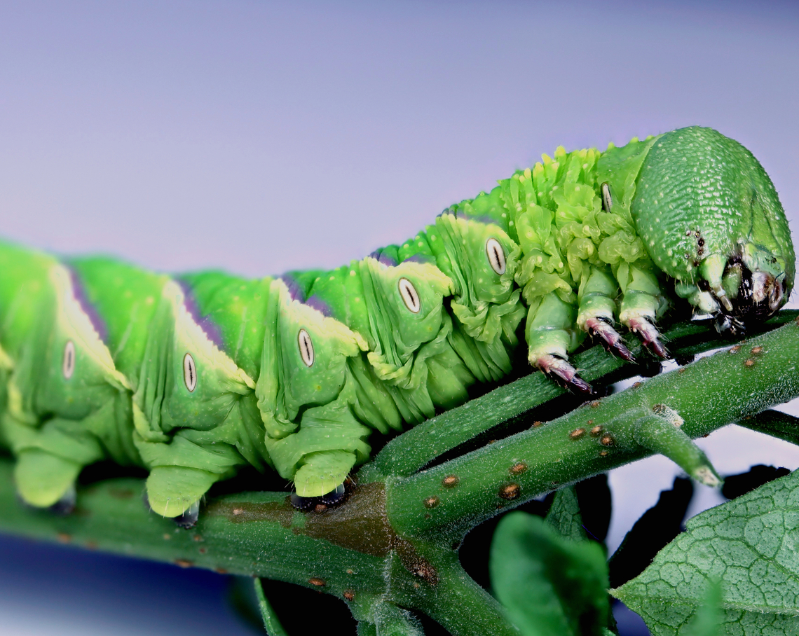 Tomato Hornworm Manduca quinquemaculata 4_2024-06-23-08.55_.39_ZS_PMax_<br />
<figure class="photo"><a href="https://www.jungledragon.com/image/161670/tomato_hornworm_or_manduca_quinquemaculata.html" title="Tomato Hornworm or Manduca quinquemaculata"><img src="https://s3.amazonaws.com/media.jungledragon.com/images/5803/161670_thumb.JPG?AWSAccessKeyId=05GMT0V3GWVNE7GGM1R2&Expires=1759968010&Signature=HXdNpXomI24whA6I8EgTDNV3FdQ%3D" width="200" height="134" alt="Tomato Hornworm or Manduca quinquemaculata  Geotagged,Manduca quinquemaculata,Summer,Tomato hornworm,United States" /></a></figure><br />
<figure class="photo"><a href="https://www.jungledragon.com/image/161658/tomato_horn_worm_or_manduca_quinquemaculata.html" title="Tomato Horn Worm or Manduca quinquemaculata"><img src="https://s3.amazonaws.com/media.jungledragon.com/images/5803/161658_thumb.jpg?AWSAccessKeyId=05GMT0V3GWVNE7GGM1R2&Expires=1759968010&Signature=y4hINjcUSaXfLjbIIQuN3dzxNFk%3D" width="200" height="134" alt="Tomato Horn Worm or Manduca quinquemaculata Very good camouflage and hard to see<br />
f5.6, EAf9.8, 1/30 sec, ISO100, 75 steps at 300micons/step<br />
2024-06-22-04.35_.40_ZS_PMax_ Geotagged,Manduca quinquemaculata,Tomato hornworm,United States" /></a></figure><br />
<figure class="photo"><a href="https://www.jungledragon.com/image/161659/tomato_horn_worm_or_manduca_quinquemaculata.html" title="Tomato Horn Worm or Manduca quinquemaculata"><img src="https://s3.amazonaws.com/media.jungledragon.com/images/5803/161659_thumb.jpg?AWSAccessKeyId=05GMT0V3GWVNE7GGM1R2&Expires=1759968010&Signature=y5GHR5Cqrqc4JFepJU%2BTC2uPeI0%3D" width="200" height="182" alt="Tomato Horn Worm or Manduca quinquemaculata 5_2024-06-22-04.35_.40_ZS_PMax_ Geotagged,Manduca quinquemaculata,Summer,Tomato hornworm,United States" /></a></figure><br />
<figure class="photo"><a href="https://www.jungledragon.com/image/161657/tomato_horn_worm_or_manduca_quinquemaculata.html" title="Tomato Horn Worm or Manduca quinquemaculata"><img src="https://s3.amazonaws.com/media.jungledragon.com/images/5803/161657_thumb.jpg?AWSAccessKeyId=05GMT0V3GWVNE7GGM1R2&Expires=1759968010&Signature=JTrt09ze17CGxQ%2B%2F5PGQNvechRI%3D" width="200" height="134" alt="Tomato Horn Worm or Manduca quinquemaculata  Geotagged,Manduca quinquemaculata,Tomato hornworm,United States" /></a></figure> Geotagged,Manduca quinquemaculata,Tomato hornworm,United States