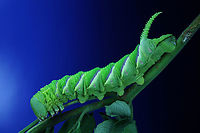 Tomato Hornworm or Manduca quinquemaculata  Geotagged,Manduca quinquemaculata,Summer,Tomato hornworm,United States