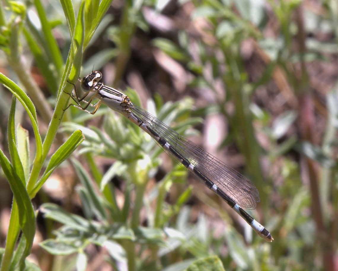 Possibly Alkali Bluet or Enallagma clausum  Enallagma clausum,Geotagged,United States