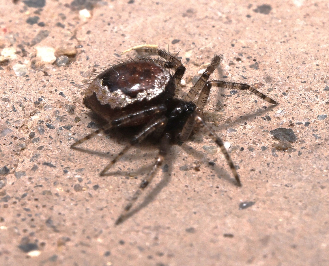Ant-hunting spider or Euryopis califorica  Euryopis califorica,Euryopis californica,Geotagged,Summer,United States