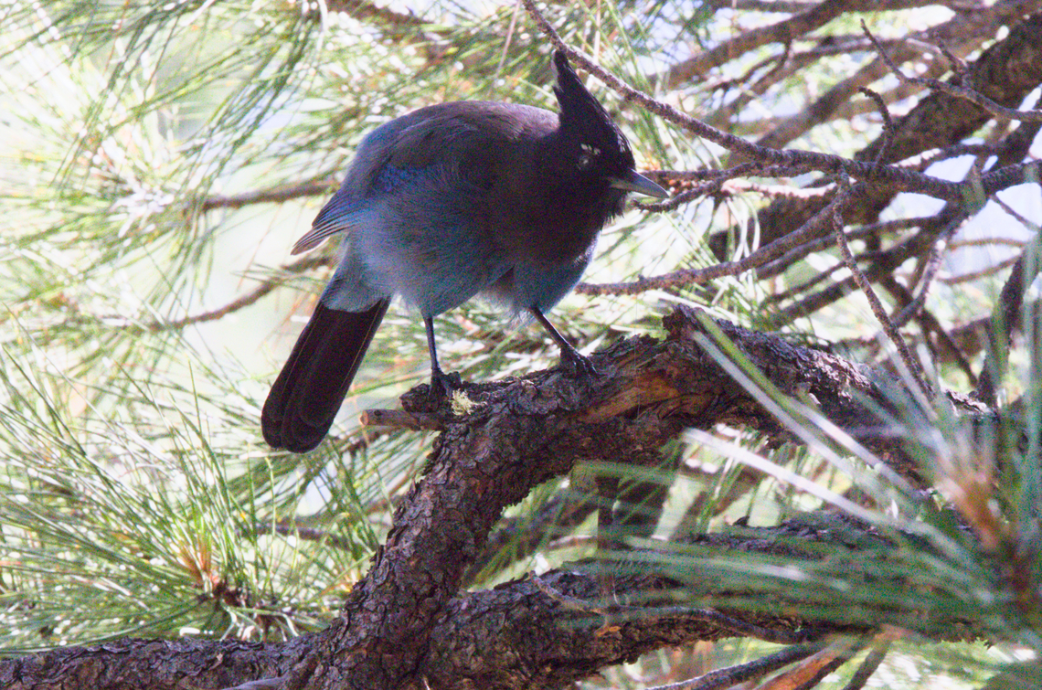 Steller's jay or Cyanocitta stelleri  Cyanocitta stelleri,Geotagged,Stellers jay,Summer,United States