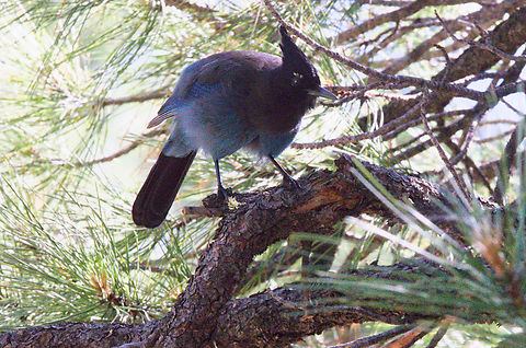 Steller's jay or Cyanocitta stelleri  Cyanocitta stelleri,Geotagged,Stellers jay,Summer,United States