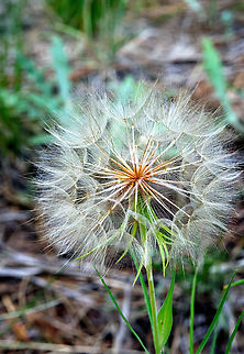 Western Salsify or Tragopogon dubius Because western salsify is a widespread plant, it has a large number of alternative common names. They include western goat's beard, wild oyster plant, yellow salsify, yellow goat's beard, meadow goat's beard, goat's beard, goatsbeard, common salsify, or salsify. Geotagged,Summer,Tragopogon dubius,United States,Western salsify