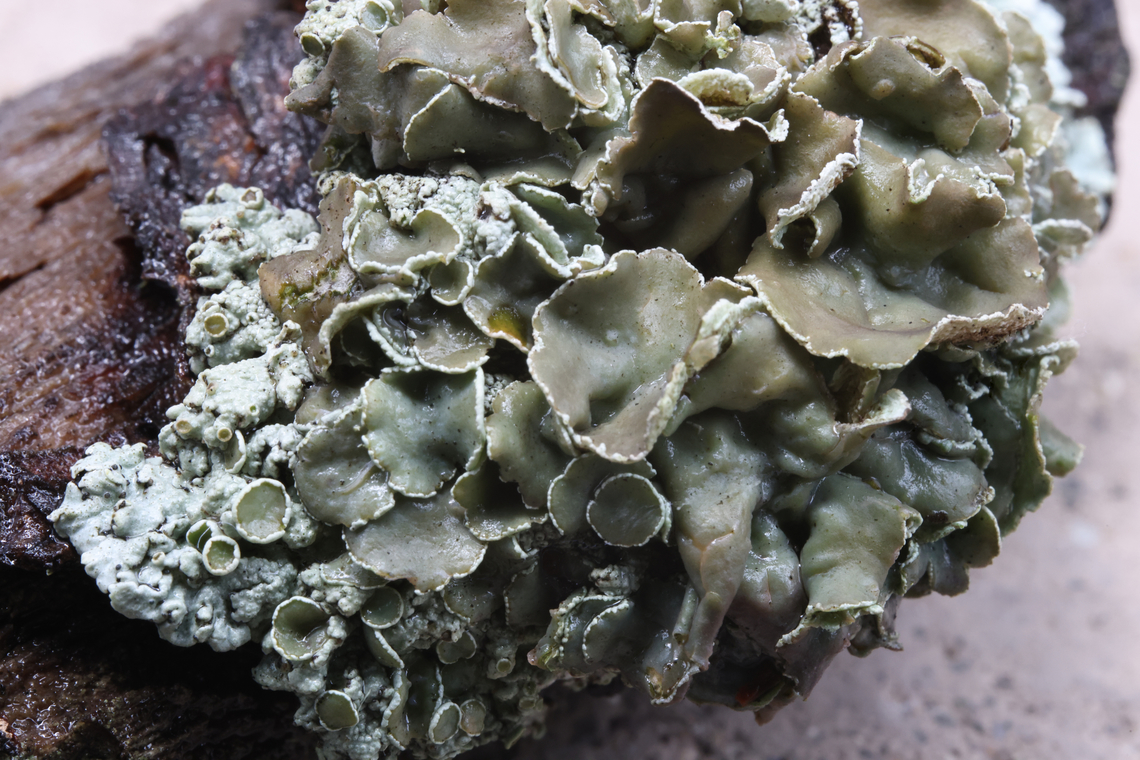 Possibly Green Lichen or Rhizoplaca melanophthalma  Geotagged,Green Rock-Posy,Rhizoplaca melanophthalma,Summer,United States