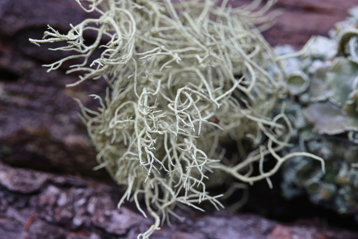 Old Mans Beard or Usnea longissima  Dolichousnea longissima,Geotagged,Methuselahs beard lichen,United States