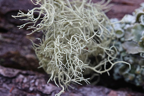 Old Mans Beard or Usnea longissima  Dolichousnea longissima,Geotagged,Methuselahs beard lichen,United States