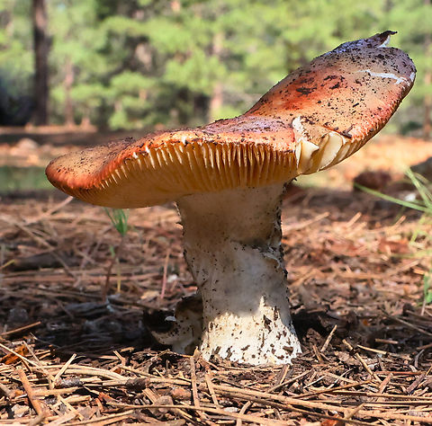 Caesars mushroom or Amanita caesarea Pinegrove campground two feet from our trailer. This big boy popped up overnight with the summer monsoon rains. Amanita caesarea,Caesar's mushroom,Geotagged,Summer,United States