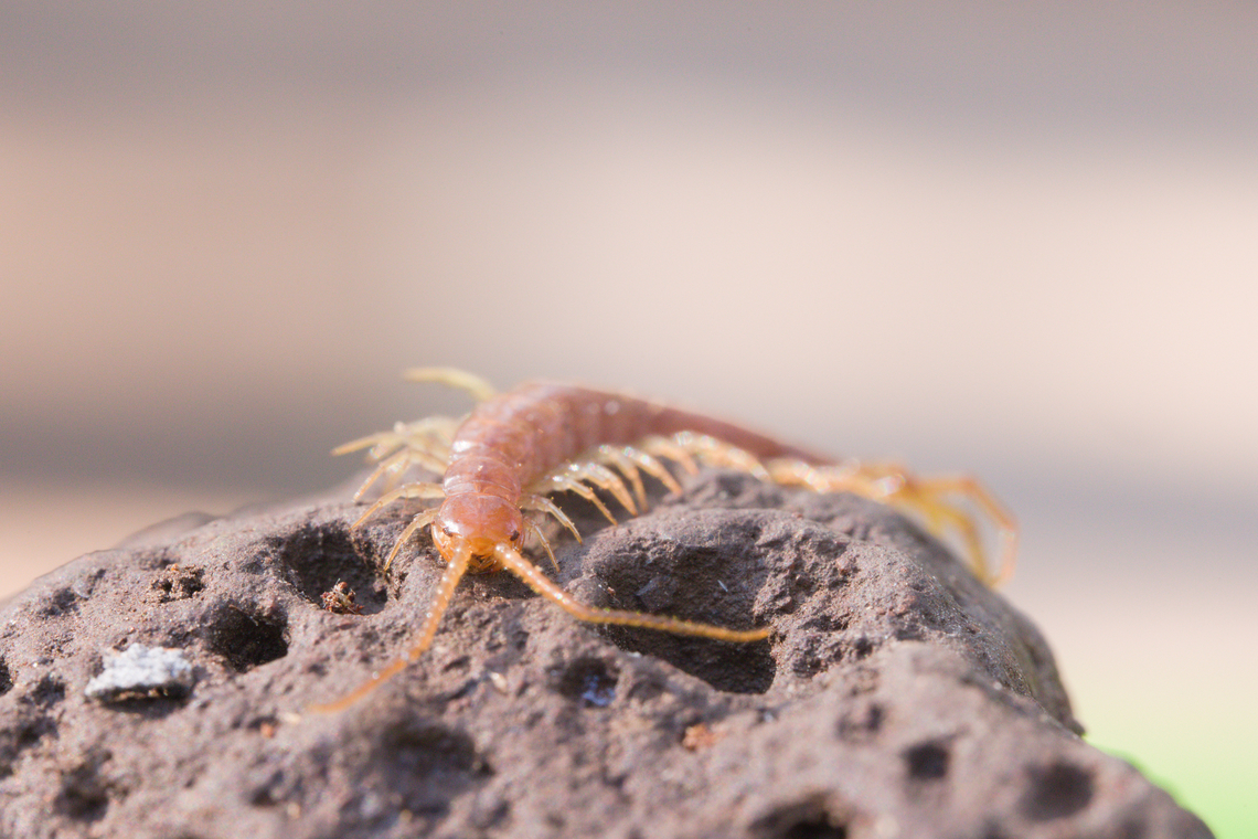 Stone Centipede or Lithobius forficatus Found under a rock Brown centipede,Geotagged,Lithobius forficatus,Summer,United States