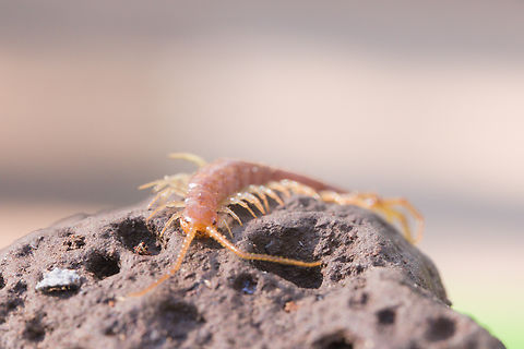 Stone Centipede or Lithobius forficatus Found under a rock Brown centipede,Geotagged,Lithobius forficatus,Summer,United States