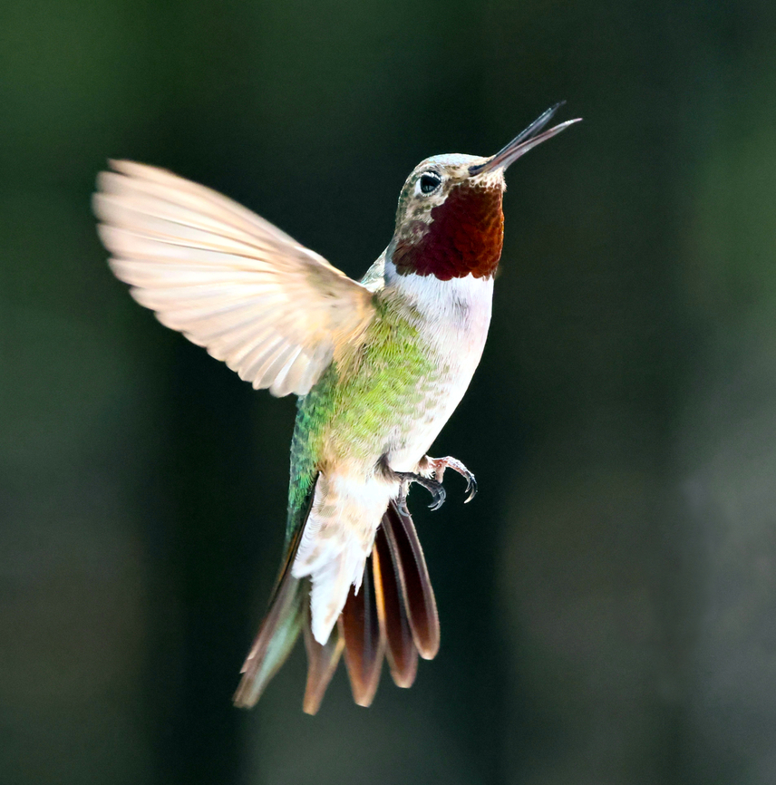 Anna's Hummingbird or Calypte anna Pinegrove Campground 5N4A5626 Annas hummingbird,Calypte anna,Geotagged,Summer,United States