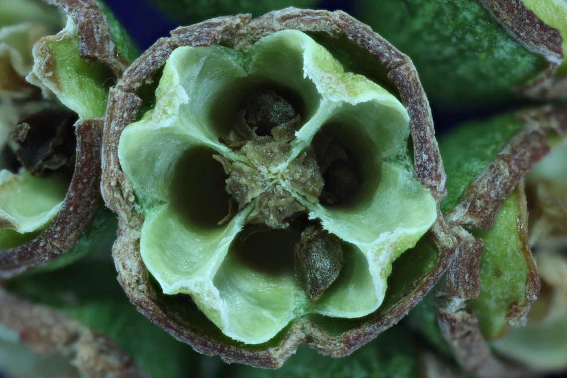 Eucalyptus tree seed pod or Eucalptus microtheca f8.0, 4.5x, 160-micron steps at 13 steps<br />
<figure class="photo"><a href="https://www.jungledragon.com/image/162463/eucalyptus_tree_seed_pod_or_eucalptus_microtheca.html" title="Eucalyptus tree seed pod or Eucalptus microtheca"><img src="https://s3.amazonaws.com/media.jungledragon.com/images/5803/162463_thumb.jpg?AWSAccessKeyId=05GMT0V3GWVNE7GGM1R2&Expires=1759968010&Signature=C33QkndxFdYCdWf6Qe8zb0bSiN4%3D" width="200" height="134" alt="Eucalyptus tree seed pod or Eucalptus microtheca 1.25x,136 microns at 50 steps <br />
https://www.jungledragon.com/image/162462/eucalyptus_tree_seed_pod_or_eucalptus_microtheca.html<br />
 Coolibah,Eucalyptus microtheca,Geotagged,Summer,United States" /></a></figure> Coolibah,Eucalyptus microtheca,Geotagged,Summer,United States