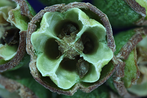 Eucalyptus tree seed pod or Eucalptus microtheca f8.0, 4.5x, 160-micron steps at 13 steps
https://www.jungledragon.com/image/162463/eucalyptus_tree_seed_pod_or_eucalptus_microtheca.html Coolibah,Eucalyptus microtheca,Geotagged,Summer,United States