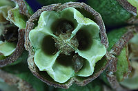 Eucalyptus tree seed pod or Eucalptus microtheca f8.0, 4.5x, 160-micron steps at 13 steps<br />
https://www.jungledragon.com/image/162463/eucalyptus_tree_seed_pod_or_eucalptus_microtheca.html Coolibah,Eucalyptus microtheca,Geotagged,Summer,United States