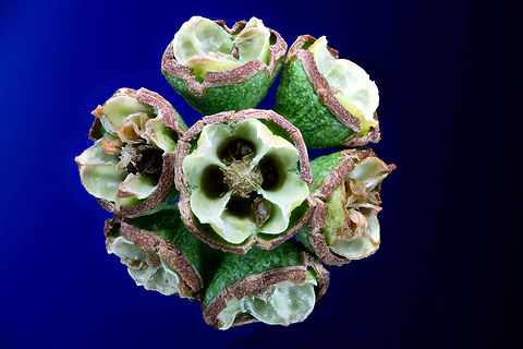 Eucalyptus tree seed pod or Eucalptus microtheca 1.25x,136 microns at 50 steps 
https://www.jungledragon.com/image/162462/eucalyptus_tree_seed_pod_or_eucalptus_microtheca.html
 Coolibah,Eucalyptus microtheca,Geotagged,Summer,United States