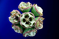 Eucalyptus tree seed pod or Eucalptus microtheca 1.25x,136 microns at 50 steps <br />
https://www.jungledragon.com/image/162462/eucalyptus_tree_seed_pod_or_eucalptus_microtheca.html<br />
 Coolibah,Eucalyptus microtheca,Geotagged,Summer,United States