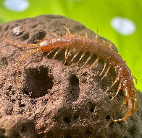 Stone Centipede or Lithobius forticus Found under rock Brown centipede,Geotagged,Lithobius forficatus,Lithobius micops,Lithobius microps,Summer,United States
