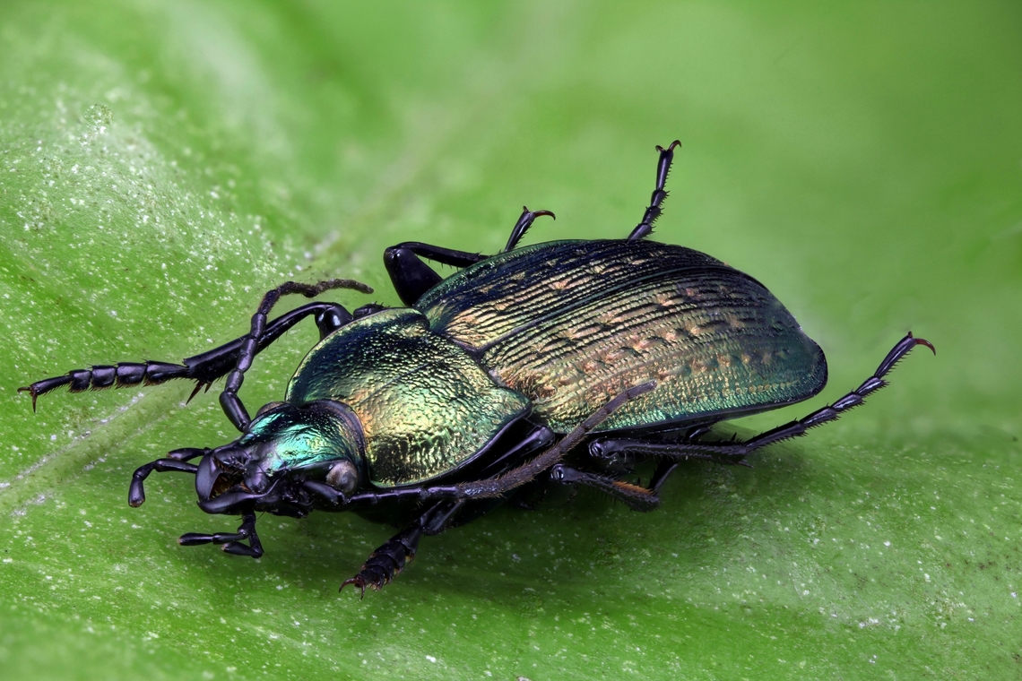 Ground beetle or Carabus ulrichii 1.6x,  297micron per step at 60 steps<br />
From an acquired collection. This is native to Ukraine <br />
The colors are an iridescent bronze and green mix, and they have some unique pads on the underside of the fore limbs.<br />
<figure class="photo"><a href="https://www.jungledragon.com/image/162502/ground_beetle_or_carabus_ulrichii_ventral_view_showing_foot_pads.html" title="Ground beetle or Carabus ulrichii ventral view showing foot pads"><img src="https://s3.amazonaws.com/media.jungledragon.com/images/5803/162502_thumb.jpg?AWSAccessKeyId=05GMT0V3GWVNE7GGM1R2&Expires=1759968010&Signature=mTWpPgKGphjft55ZYxvHx7Cg9kM%3D" width="200" height="134" alt="Ground beetle or Carabus ulrichii ventral view showing foot pads From a collection. Native to Ukraine<br />
4x, 43micron at 145 steps Carabus ulrichii,Geotagged,Summer,United States" /></a></figure><br />
Ventral side showing foot pads<br />
 Carabus ulrichii,Geotagged,Summer,United States
