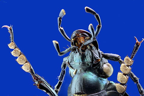 Ground beetle or Carabus ulrichii ventral view showing foot pads From a collection. Native to Ukraine
4x, 43micron at 145 steps Carabus ulrichii,Geotagged,Summer,United States