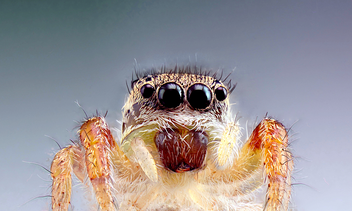 Tan jumping spider or Platycryptus undatus 5x, 40mics at 70 steps<br />
<figure class="photo"><a href="https://www.jungledragon.com/image/162652/tan_jumping_spider_or_platycryptus_undatus.html" title="Tan jumping spider or Platycryptus undatus"><img src="https://s3.amazonaws.com/media.jungledragon.com/images/5803/162652_thumb.jpg?AWSAccessKeyId=05GMT0V3GWVNE7GGM1R2&Expires=1770854410&Signature=HMivKYClxMPqOhLHSpjidyoTBbY%3D" width="200" height="142" alt="Tan jumping spider or Platycryptus undatus 'Cleaner' edited version<br />
5x, 40mics at 70 steps Geotagged,Platycryptus undatus,Summer,Tan Jumping Spider,United States" /></a></figure><br />
This is an edited version that is 'cleaner' Geotagged,Platycryptus undatus,Summer,Tan Jumping Spider,United States