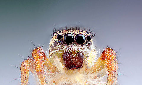 Tan jumping spider or Platycryptus undatus 5x, 40mics at 70 steps
https://www.jungledragon.com/image/162652/tan_jumping_spider_of_platycryptus_undatus.html
This is an edited version that is 'cleaner' Geotagged,Platycryptus undatus,Summer,Tan Jumping Spider,United States