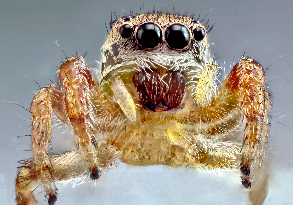 Tan jumping spider or Platycryptus undatus &#039;Cleaner&#039; edited version<br />
5x, 40mics at 70 steps Geotagged,Platycryptus undatus,Summer,Tan Jumping Spider,United States