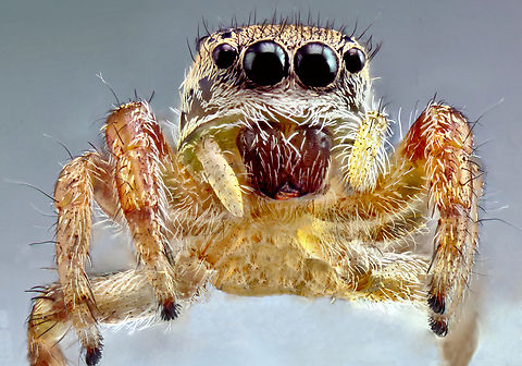 Tan jumping spider or Platycryptus undatus 'Cleaner' edited version
5x, 40mics at 70 steps Geotagged,Platycryptus undatus,Summer,Tan Jumping Spider,United States