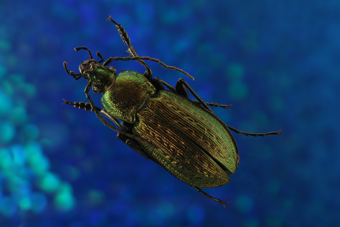 Ground beetle or Carabus ulrichii f5.6, 1.2x, SO100, 1/5 sec, 16 steps native to Ukraine  Carabus ulrichii,Geotagged,Summer,United States