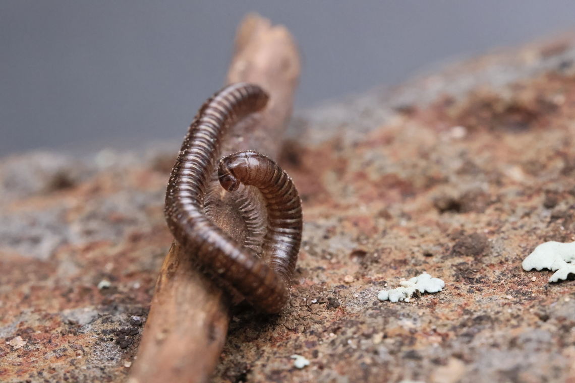 Sonoran Desert Millipede or Orthoporus ornatus  Geotagged,Orthoporus ornatus,Summer,United States