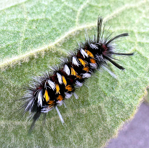 Milkweed Tussock Moth caterpillar or Euchaetes egle https://www.jungledragon.com/image/163006/milkweed_tussock_moth_or_euchaetes_egle.html Euchaetes egle,Geotagged,Milkweed Tussock Moth,Summer,United States