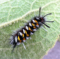 Milkweed Tussock Moth caterpillar or Euchaetes egle https://www.jungledragon.com/image/163006/milkweed_tussock_moth_or_euchaetes_egle.html Euchaetes egle,Geotagged,Milkweed Tussock Moth,Summer,United States