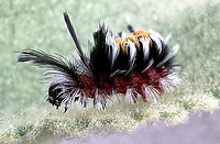 Milkweed Tussock Moth or Euchaetes egle https://www.jungledragon.com/image/163005/milkweed_tussock_moth_caterpillar_or_euchaetes_egle.html Euchaetes egle,Geotagged,Milkweed Tussock Moth,Summer,United States