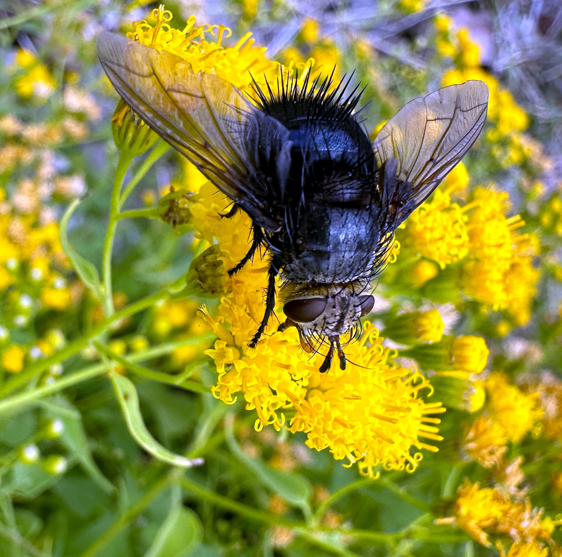 Tachinid fly or Juriniopsis adusta  Geotagged,Juriniopsis adusta,Summer,United States