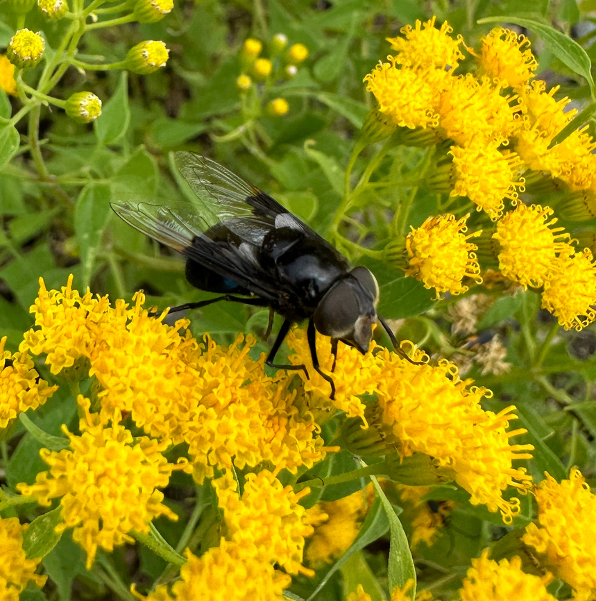 Copestylum mexicanum  Copestylum mexicanum,Geotagged,Mexican Cactus Fly,Summer,United States