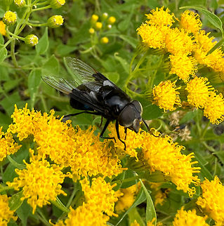 Copestylum mexicanum  Copestylum mexicanum,Geotagged,Mexican Cactus Fly,Summer,United States