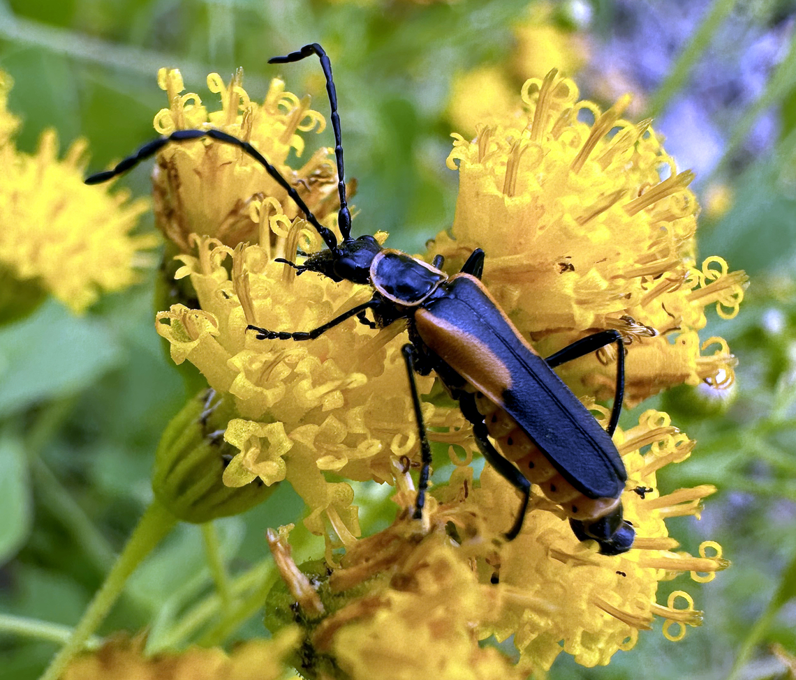 Soldier Beetle or Chauliognathus deceptus  Chauliognathus deceptus,Geotagged,United States