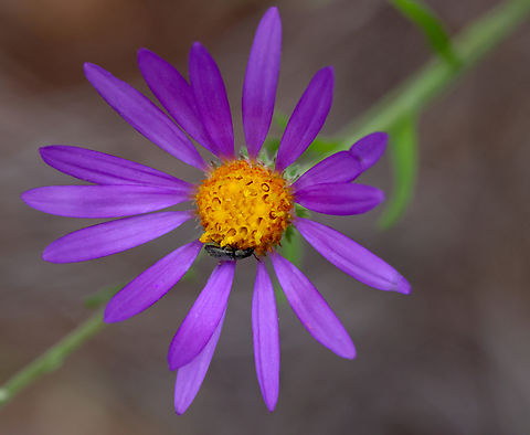 Hoary aster or Dieteria canescens  Dieteria canescens,Geotagged,Hoary Tansyaster,Summer,United States