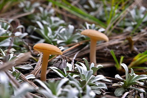 Unknown mushroom  Geotagged,Summer,United States