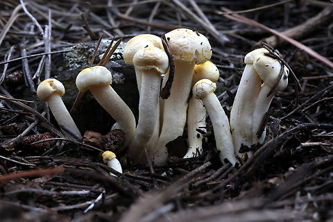 Unknown mushroom  Geotagged,Summer,United States