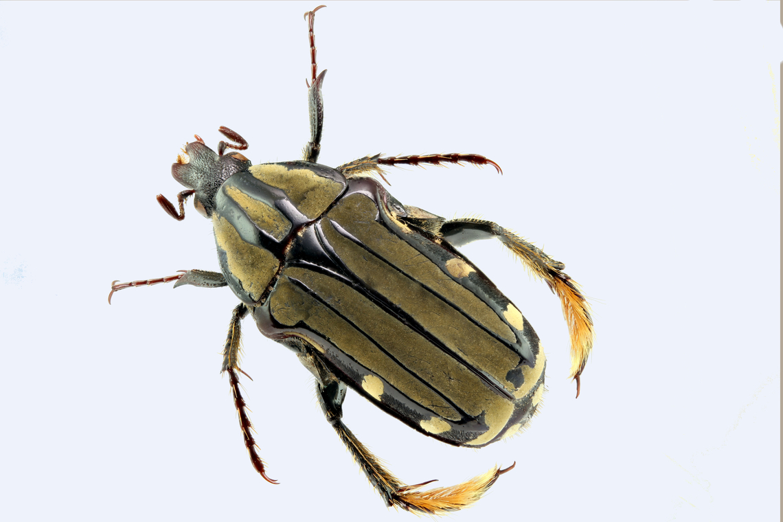 Plumed Stilt Beetle or Pogonotarsus plumiger From a collection. Found in Central and South America<br />
f8, 1.3x, ISO200, 352&micro; for 25 steps Pogonotarsus plumiger