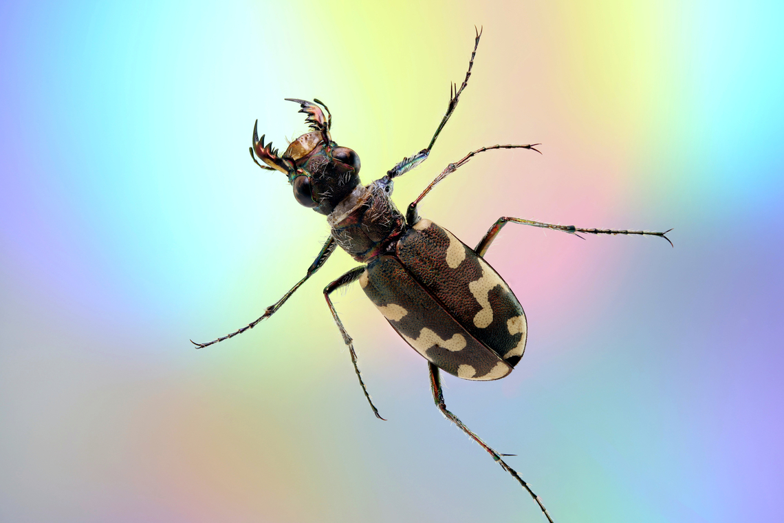 Tiger Beetle or Cicindela hirticollis From a collection<br />
1x, 29 stacked images<br />
<figure class="photo"><a href="https://www.jungledragon.com/image/163091/tiger_beetle_or_cicindela_hirticollis.html" title="Tiger Beetle or Cicindela hirticollis"><img src="https://s3.amazonaws.com/media.jungledragon.com/images/5803/163091_thumb.jpg?AWSAccessKeyId=05GMT0V3GWVNE7GGM1R2&Expires=1763596810&Signature=MNAvuoXLxQSp%2BNF2nBv0GvgRC2A%3D" width="200" height="134" alt="Tiger Beetle or Cicindela hirticollis From a collection<br />
5x, 71stacked images Cicindela hirticollis,Geotagged,Summer,United States" /></a></figure><br />
5x, 71 stacked images Cicindela hirticollis,Geotagged,Summer,United States