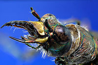 Tiger Beetle or Cicindela hirticollis From a collection<br />
5x, 71stacked images Cicindela hirticollis,Geotagged,Summer,United States