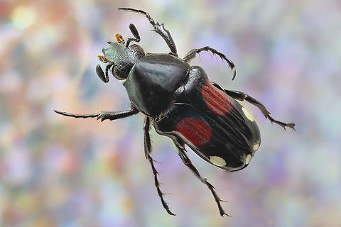 Ornate Stag beetle or Pygora ornata 1.5x, 58 images 
A collection from Madagascar. This beetle is part of the stag beetle family and is known for its impressive, antler-like mandibles. Geotagged,Pygora ornata,Scarabaeidae,Summer,United States