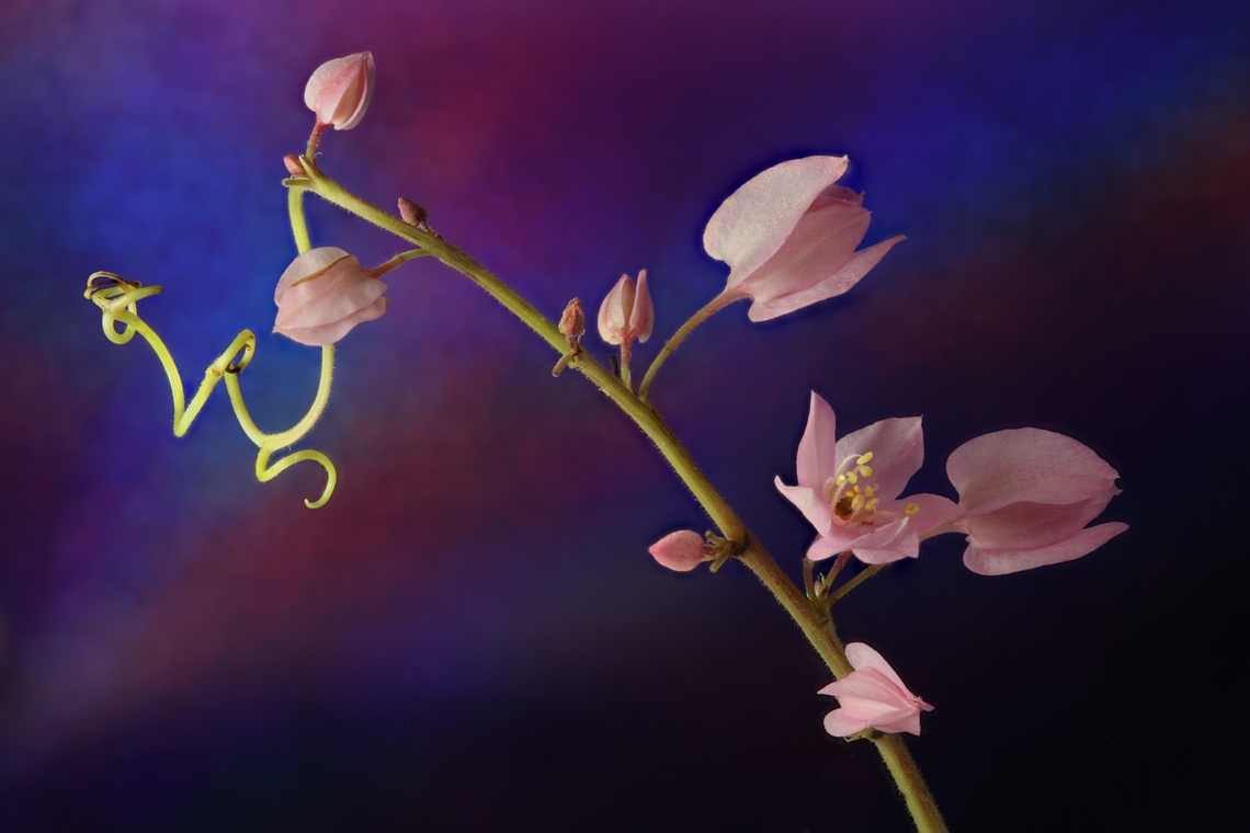 Coral Vine Queens Wreath or Antigonon leptopus  1.2x, mics at 87 steps Antigonon leptopus,Coral Bells,Geotagged,Summer,United States