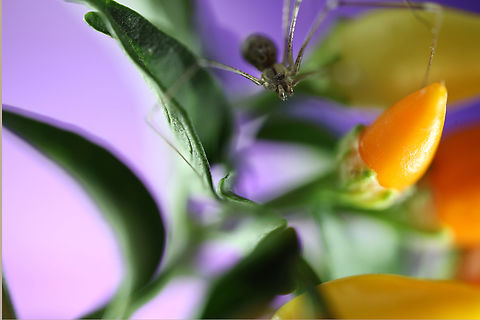 Cellar Spider or Crossopriza lyoni  Crossopriza lyoni,Geotagged,Summer,Tailed cellar spider,United States