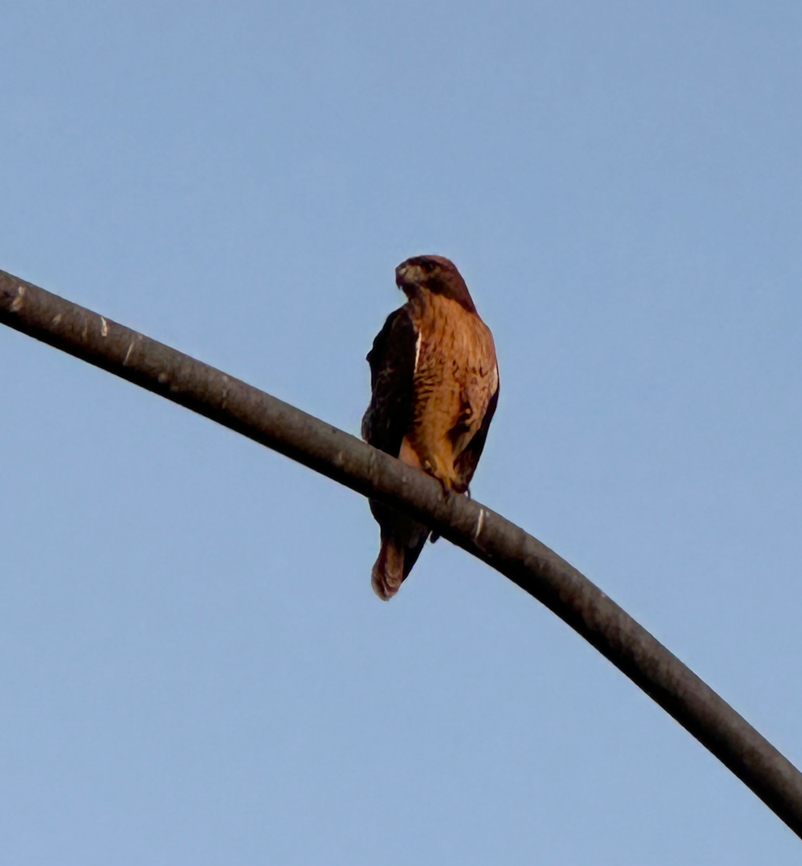 Harris Hawk or Parabuteo unicinstus It is said the best camera to use is the one you have with you at the time. Well, it was on the top of a tall pole so I used my cell phone to get what I could. Buteo jamaicensis,Geotagged,Harriss hawk,Parabuteo unicinctus,Red-tailed hawk,Summer,United States
