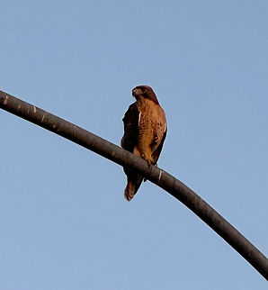 Harris Hawk or Parabuteo unicinstus It is said the best camera to use is the one you have with you at the time. Well, it was on the top of a tall pole so I used my cell phone to get what I could. Buteo jamaicensis,Geotagged,Harriss hawk,Parabuteo unicinctus,Red-tailed hawk,Summer,United States