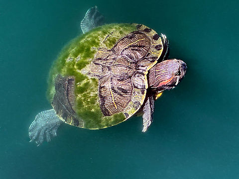 Red-eared Terrapin turtle or Trachemys scripta elegans  Geotagged,Red-eared slider,Summer,Trachemys scripta elegans,United States