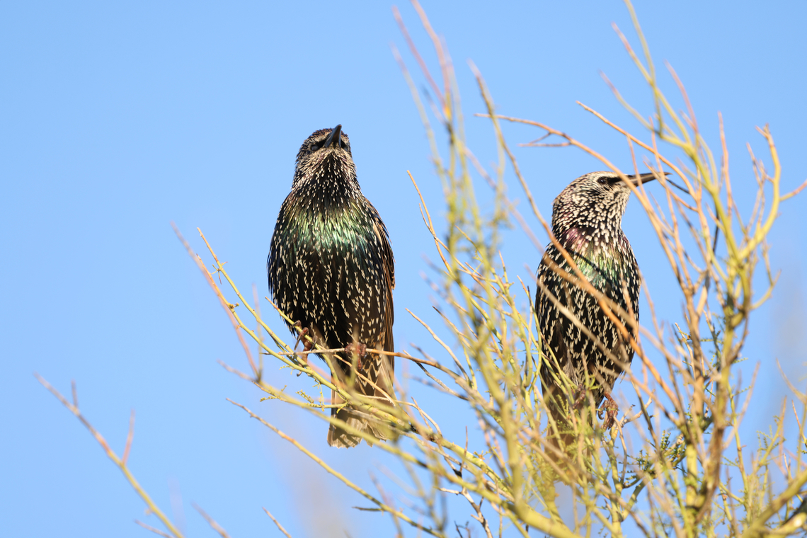 Common Starling or Sturnus vulgaris Starlings, which were brought to the U.S. from Europe in the late 1800s, are a highly aggressive species that can take over nests of native birds, destroying eggs and killing nestlings (Dolin and Mannan 2009). They find saguaro cactus cavity nests particularly appealing to the detriment of native species like the Gila woodpecker. Common Starling,Fall,Geotagged,Sturnus vulgaris,United States