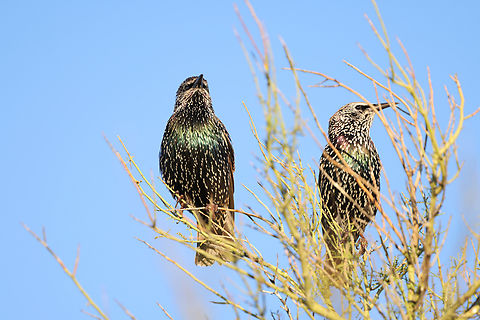 Common Starling or Sturnus vulgaris Starlings, which were brought to the U.S. from Europe in the late 1800s, are a highly aggressive species that can take over nests of native birds, destroying eggs and killing nestlings (Dolin and Mannan 2009). They find saguaro cactus cavity nests particularly appealing to the detriment of native species like the Gila woodpecker. Common Starling,Fall,Geotagged,Sturnus vulgaris,United States